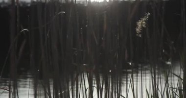 Buğday tarlası. Buğday kulakları yakında. Hasat ve hasat konsepti.