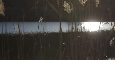 Buğday tarlası. Buğday kulakları yakında. Hasat ve hasat konsepti.