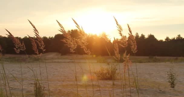 Pole Pszenicy Bliska Uszy Pszenicy Koncepcja Zbiorów Zbiorów — Wideo stockowe