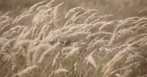 Buğday Tarlası Buğday Kulakları Yakında Hasat Hasat Konsepti — Stok video