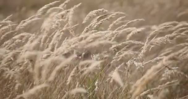 Pšeničné Pole Uši Pšenice Zblízka Koncept Sklizně Sklizně — Stock video