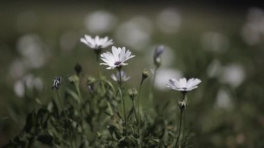 Baharda çiçekli çayır. Baharda çiçekli çayır görüntüleri.