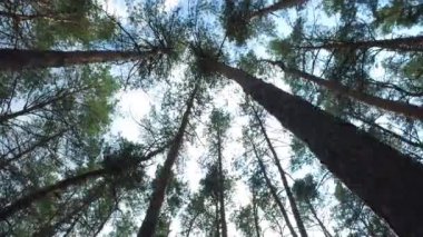 Yeşil ağaç taç, kamera açıklığı