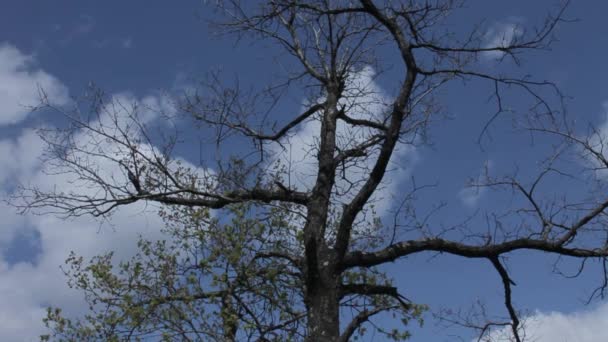 Resultado Contaminación Atmosférica Bosque Muerto Árboles Marchitos Telón Fondo Colinas — Vídeo de stock