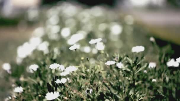 Prado Com Flores Durante Primavera Filmagem Vídeo Prado Com Flores — Vídeo de Stock