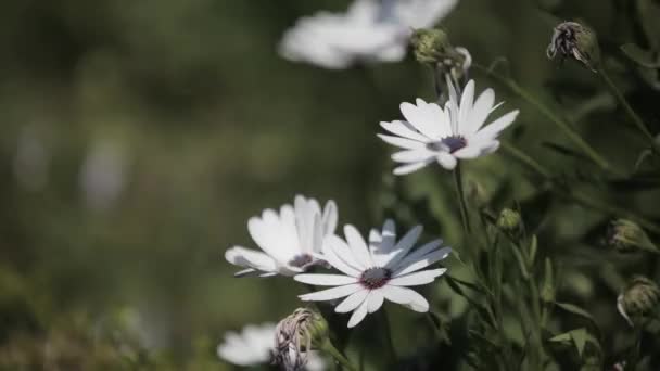 Louka Květinami Jaře Video Záběry Louky Květinami Během Jara — Stock video