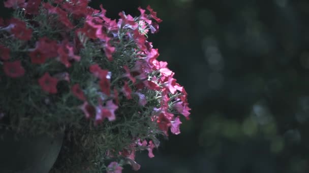 Prado Com Flores Durante Primavera Filmagem Vídeo Prado Com Flores — Vídeo de Stock