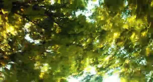 Πράσινο Στεφάνι Δέντρου Άνοιγμα Κάμερας — Αρχείο Βίντεο