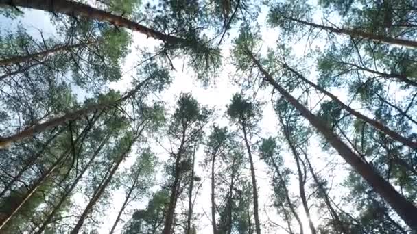 緑の木の冠 カメラのスパン — ストック動画