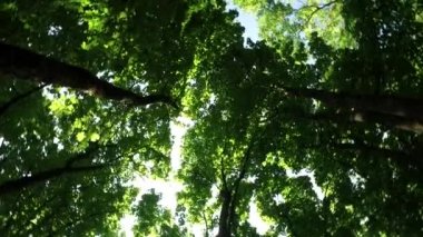 Ağaç taçlarına ve mavi gökyüzüne bakan Sibirya çam ormanında yürümek