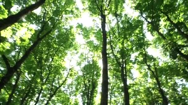 Caminhando Pela Floresta Pinheiros Siberianos Olhando Para Coroas Das Árvores — Vídeo de Stock