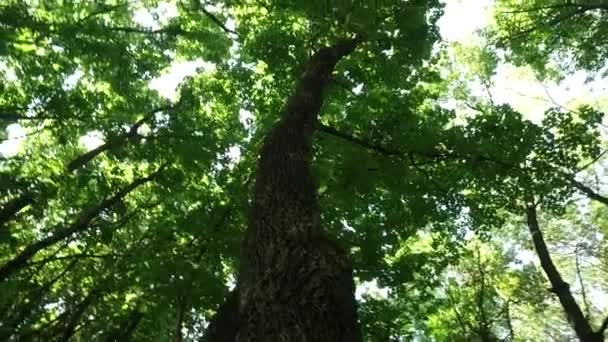 Ağaç Taçlarına Mavi Gökyüzüne Bakan Sibirya Çam Ormanında Yürümek — Stok video