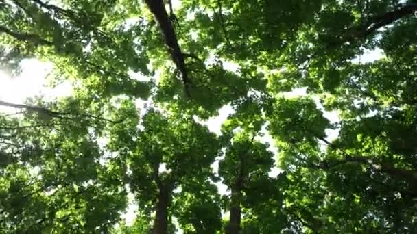 Promenade dans la forêt de pins de Sibérie regardant vers les cimes des arbres et le ciel bleu 