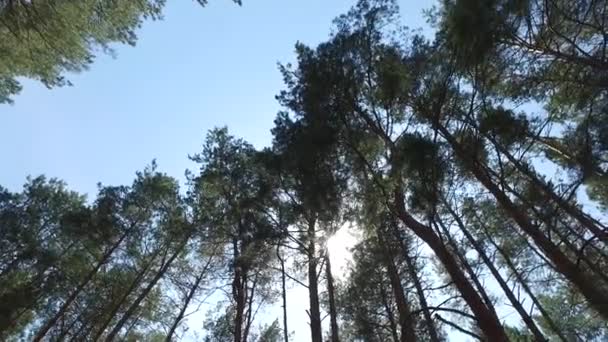 木の冠と青い空を見上げるシベリアの松林を歩く — ストック動画