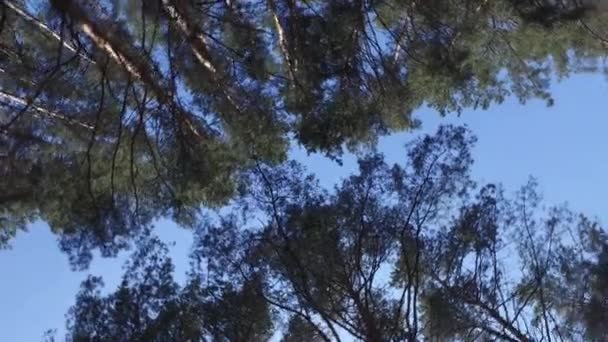 Caminhando Pela Floresta Pinheiros Siberianos Olhando Para Coroas Das Árvores — Vídeo de Stock