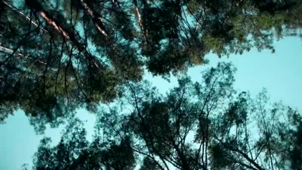 Ağaç Taçlarına Mavi Gökyüzüne Bakan Sibirya Çam Ormanında Yürümek — Stok video