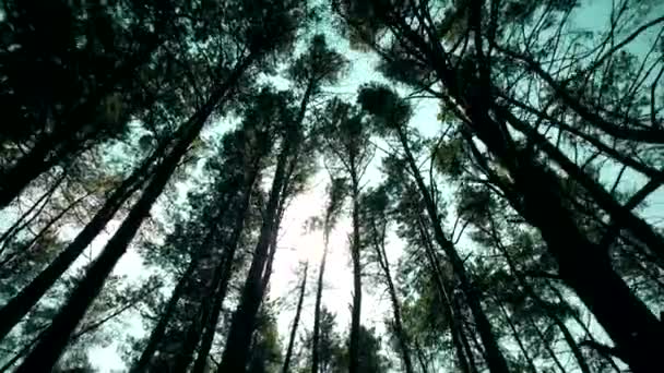 Passeggiando Attraverso Pineta Siberiana Guardando Corone Degli Alberi Cielo Blu — Video Stock