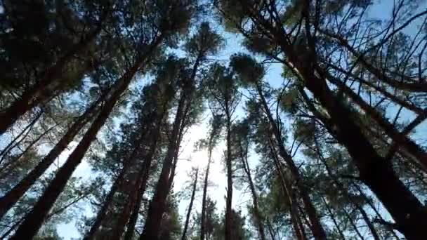 Passeggiando Attraverso Pineta Siberiana Guardando Corone Degli Alberi Cielo Blu — Video Stock