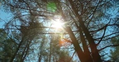 Ağaç taçlarına ve mavi gökyüzüne bakan Sibirya çam ormanında yürümek