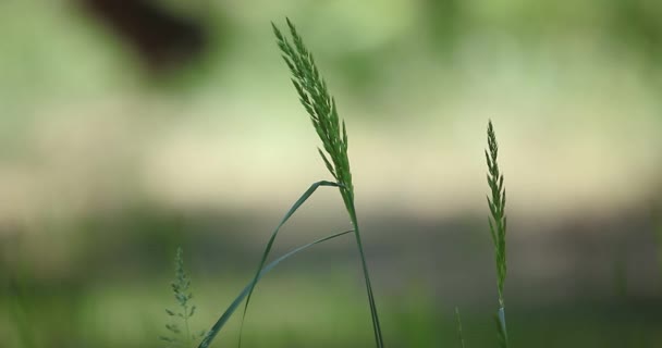 Friss Zöld Harmatcseppekkel Harmatcseppek Zöld Fűre Esőcseppek Zöld Fűre Videó — Stock videók