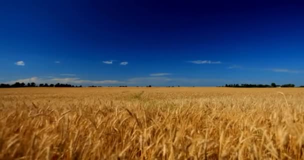 手で麦の耳に触れる夕日の小麦畑を歩く古い農家 農業の概念4K — ストック動画