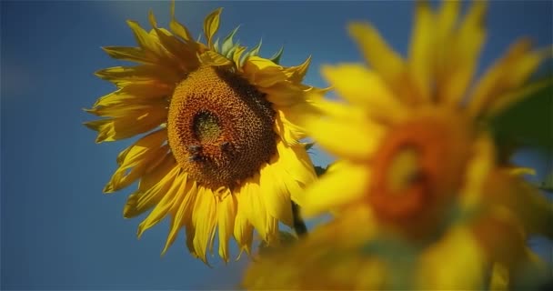 Champ de tournesols Fleurs tournesol contre le ciel. Culture de tournesols. Tournesol balançant dans le vent .