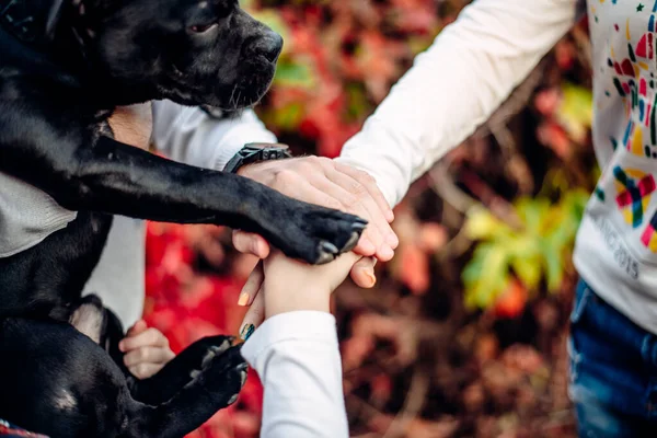 Amistad entre humano y perro - estrechando la mano y la pata — Foto de Stock