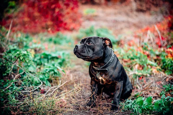 Şehir sokaklarında yaşlı bir köpeğin portresi.