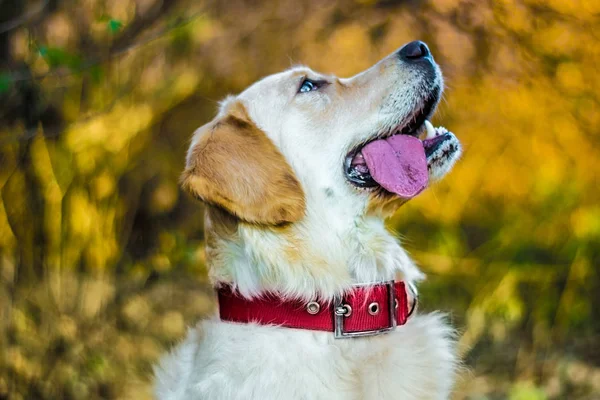 Aktivní, úsměv a šťastný čistokrevný labrador retrívr pes venku v travnatém parku za slunečného letního dne. — Stock fotografie