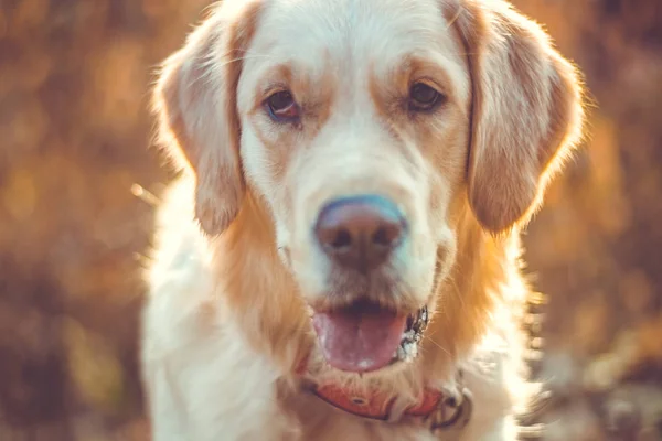 Activo, sonrisa y feliz perro labrador retriever pura raza al aire libre en el parque de hierba en el día de verano soleado. — Foto de Stock