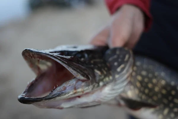 Horgászni. Halászat és trófea. Nyílt szájú nagy csuka a horgász kezében. — Stock Fotó