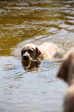 Aktif, gülümseyen ve mutlu safkan labrador av köpeği güneşli yaz gününde çimen parkında..
