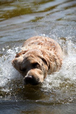Aktif, gülümseyen ve mutlu safkan labrador av köpeği güneşli yaz gününde çimen parkında..