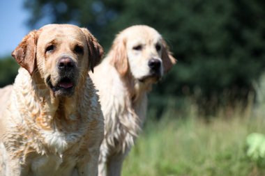 Aktif, gülümseyen ve mutlu safkan labrador av köpeği güneşli yaz gününde çimen parkında..