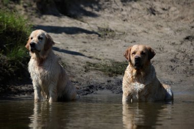 Aktif, gülümseyen ve mutlu safkan labrador av köpeği güneşli yaz gününde çimen parkında..