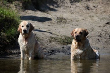 Aktif, gülümseyen ve mutlu safkan labrador av köpeği güneşli yaz gününde çimen parkında..