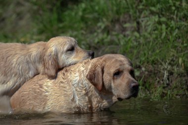 Aktif, gülümseyen ve mutlu safkan labrador av köpeği güneşli yaz gününde çimen parkında..