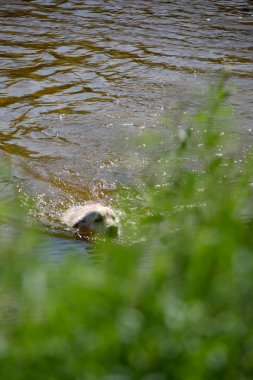 Aktif, gülümseyen ve mutlu safkan labrador av köpeği güneşli yaz gününde çimen parkında..