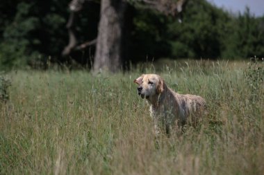 Aktif, gülümseyen ve mutlu safkan labrador av köpeği güneşli yaz gününde çimen parkında..