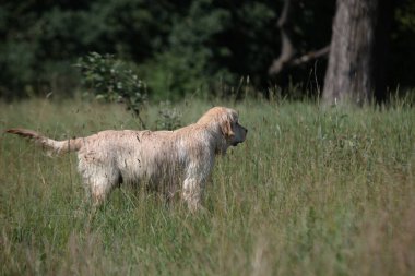 Aktif, gülümseyen ve mutlu safkan labrador av köpeği güneşli yaz gününde çimen parkında..