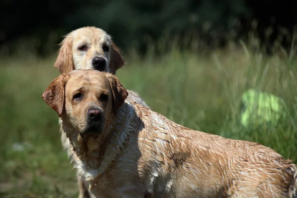 Aktív, mosolygós és boldog fajtatiszta labrador retriever kutya szabadban fű park napsütéses nyári napon. — Stock Fotó