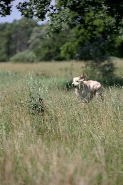 Activo, sonrisa y feliz perro labrador retriever pura raza al aire libre en el parque de hierba en el día de verano soleado. — Foto de Stock