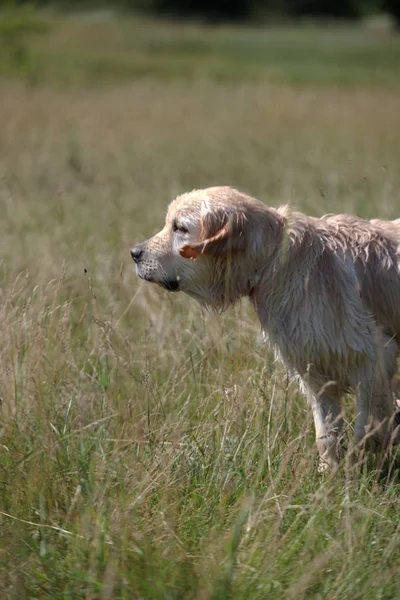 Aktivní, úsměv a šťastný čistokrevný labrador retrívr pes venku v travnatém parku za slunečného letního dne. — Stock fotografie