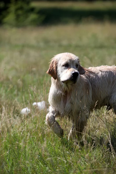 Activo, sonrisa y feliz perro labrador retriever pura raza al aire libre en el parque de hierba en el día de verano soleado. —  Fotos de Stock