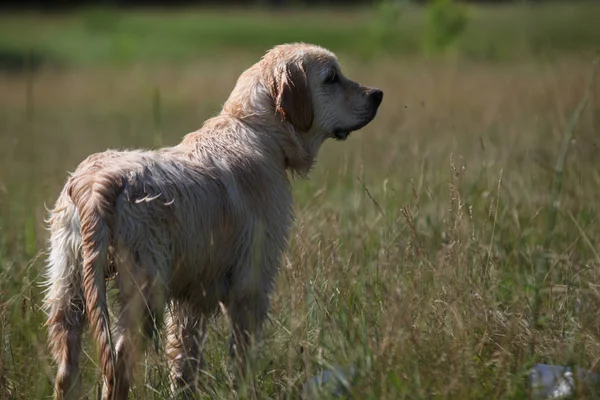 Aktív, mosolygós és boldog fajtatiszta labrador retriever kutya szabadban fű park napsütéses nyári napon. — Stock Fotó