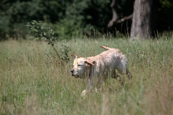 Aktywny, uśmiechnięty i szczęśliwy pies labrador retriever na świeżym powietrzu w parku trawiastym w słoneczny letni dzień. — Zdjęcie stockowe