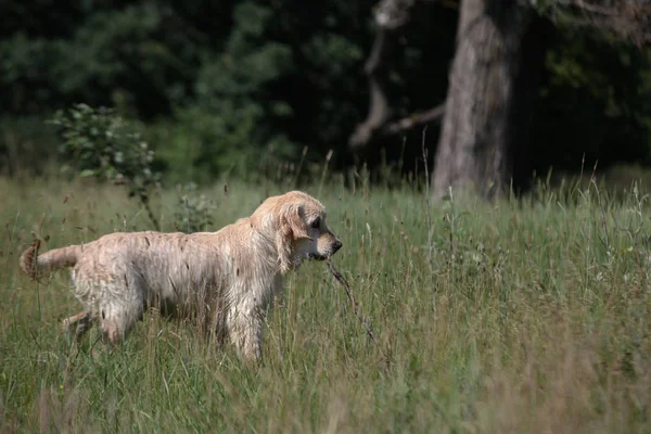 Aktív, mosolygós és boldog fajtatiszta labrador retriever kutya szabadban fű park napsütéses nyári napon. — Stock Fotó