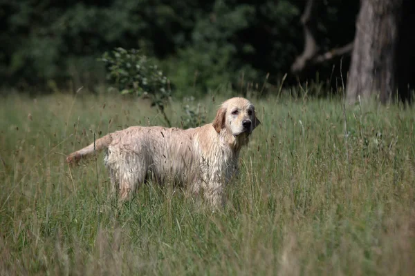 Aktivní, úsměv a šťastný čistokrevný labrador retrívr pes venku v travnatém parku za slunečného letního dne. — Stock fotografie