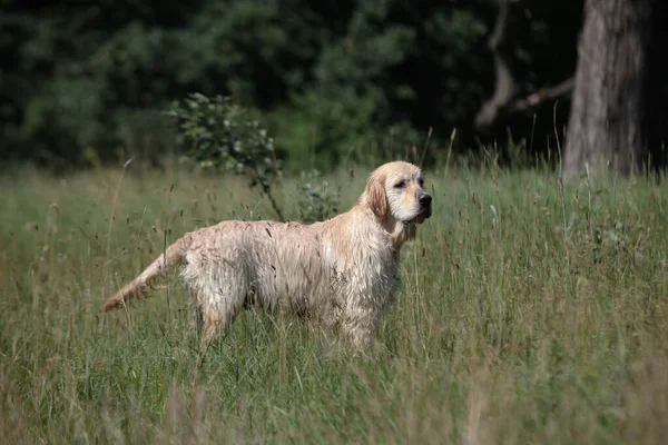 Aktivt, leende och glad renrasiga Labrador retriever hund utomhus i gräs park på solig sommardag. — Stockfoto