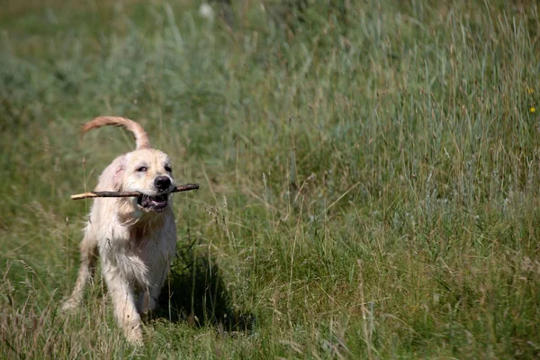 Aktív, mosolygós és boldog fajtatiszta labrador retriever kutya szabadban fű park napsütéses nyári napon. — Stock Fotó
